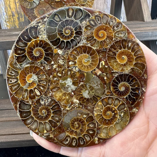 Natural Rare Ammonite Disc Fossil Conch Specimen,Crystal Quartz Fossil  1PC